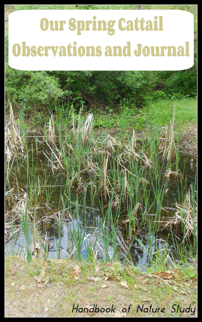 Spring Cattail Observations and Journal @handbookofnaturestudy