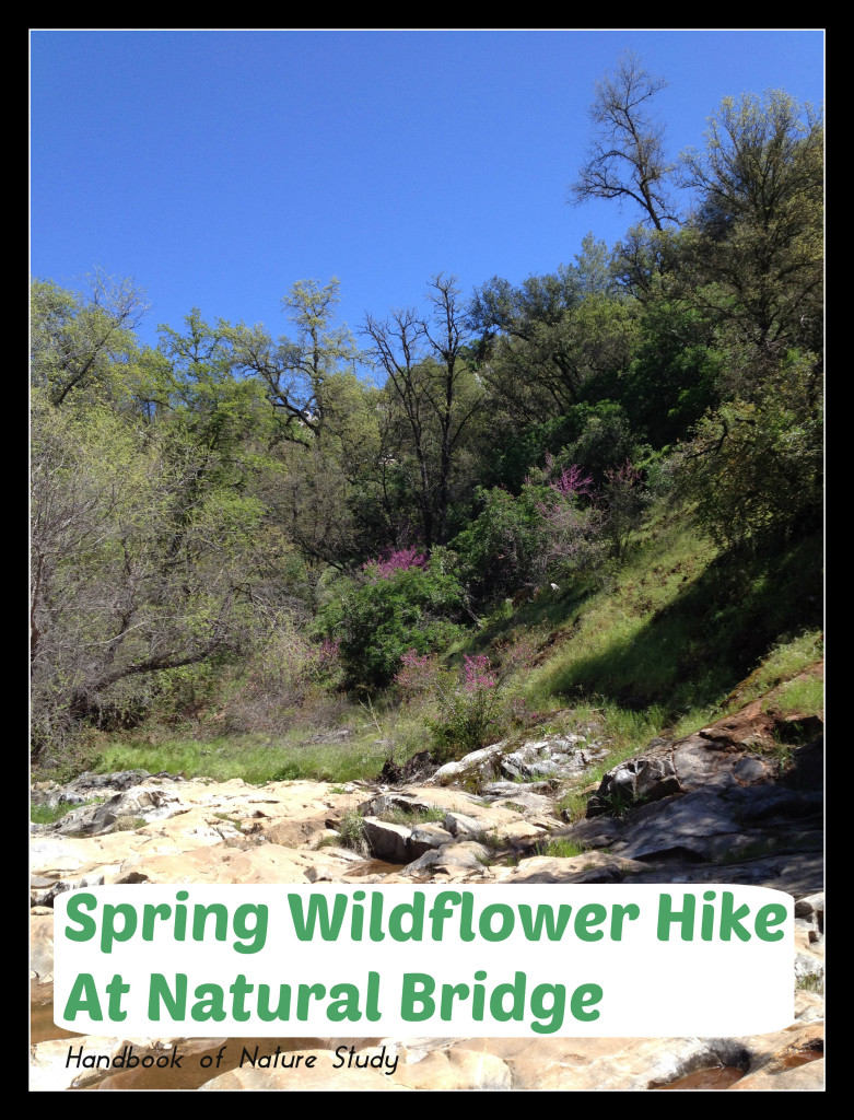  Spring Wildflower Hike at Natural Bridge @handbookofnaturestudy