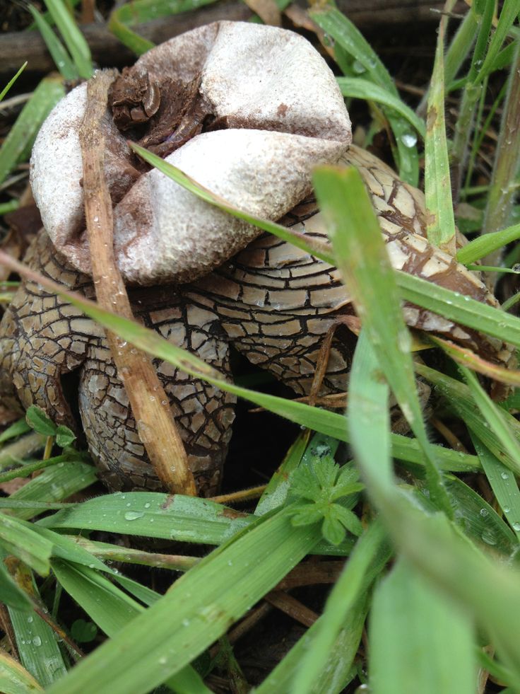 Stranger Barometer Earthstar