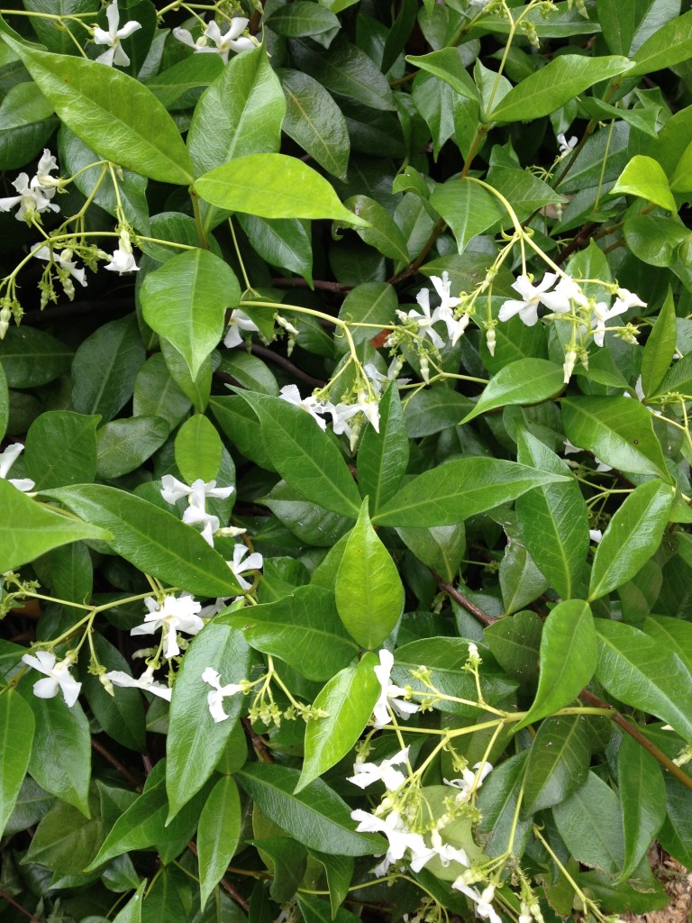 Star Jasmine