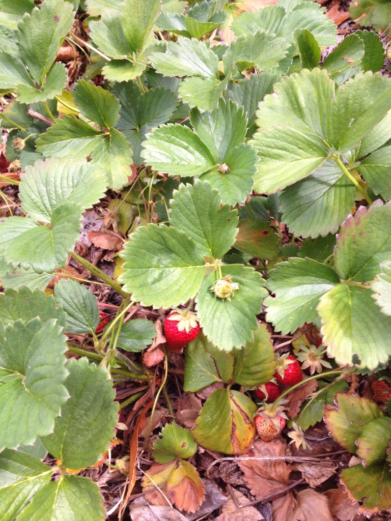 Strawberries