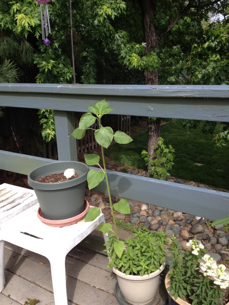 sunflower in a pot