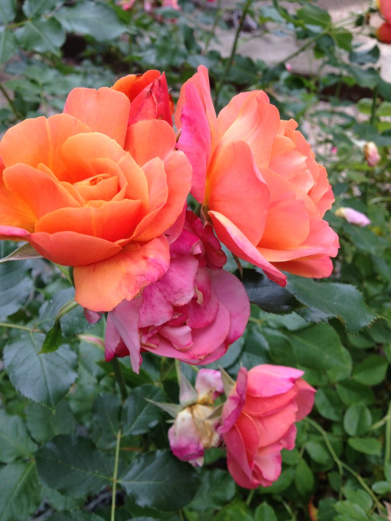 Disneyland Rose