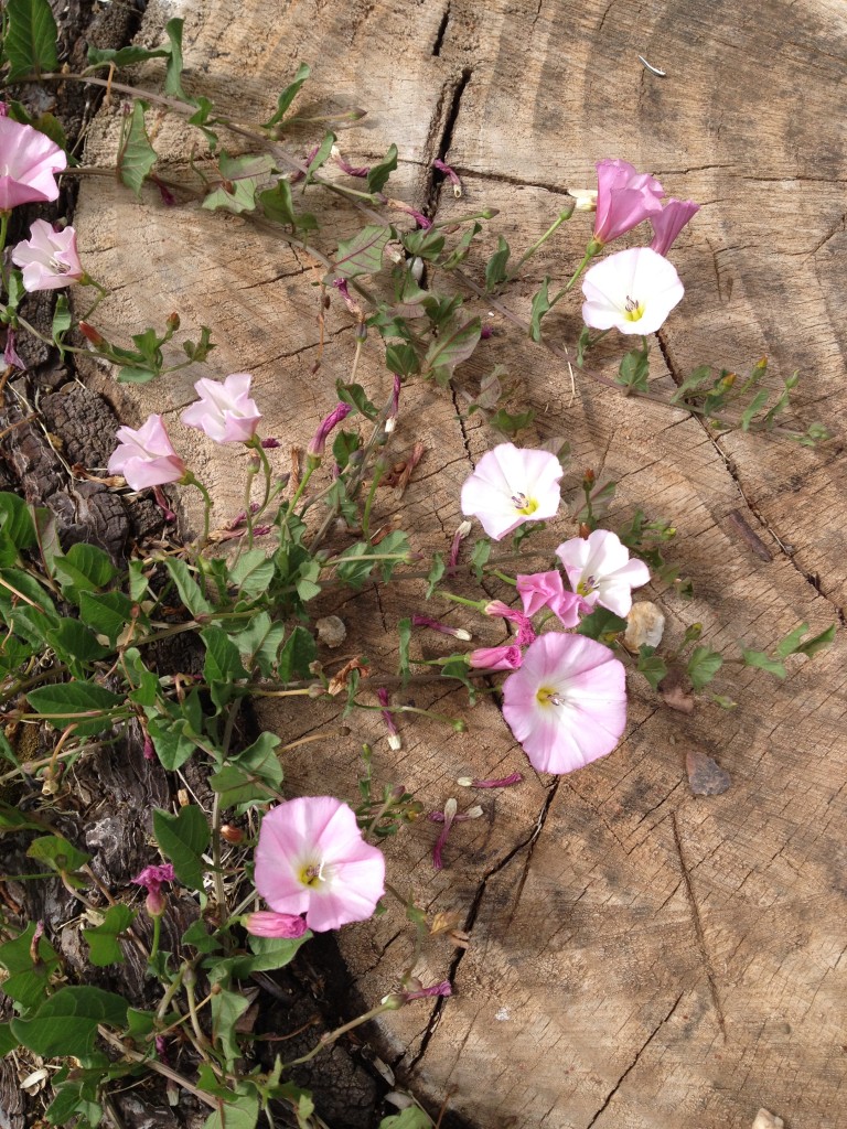 Hedge Bindweed