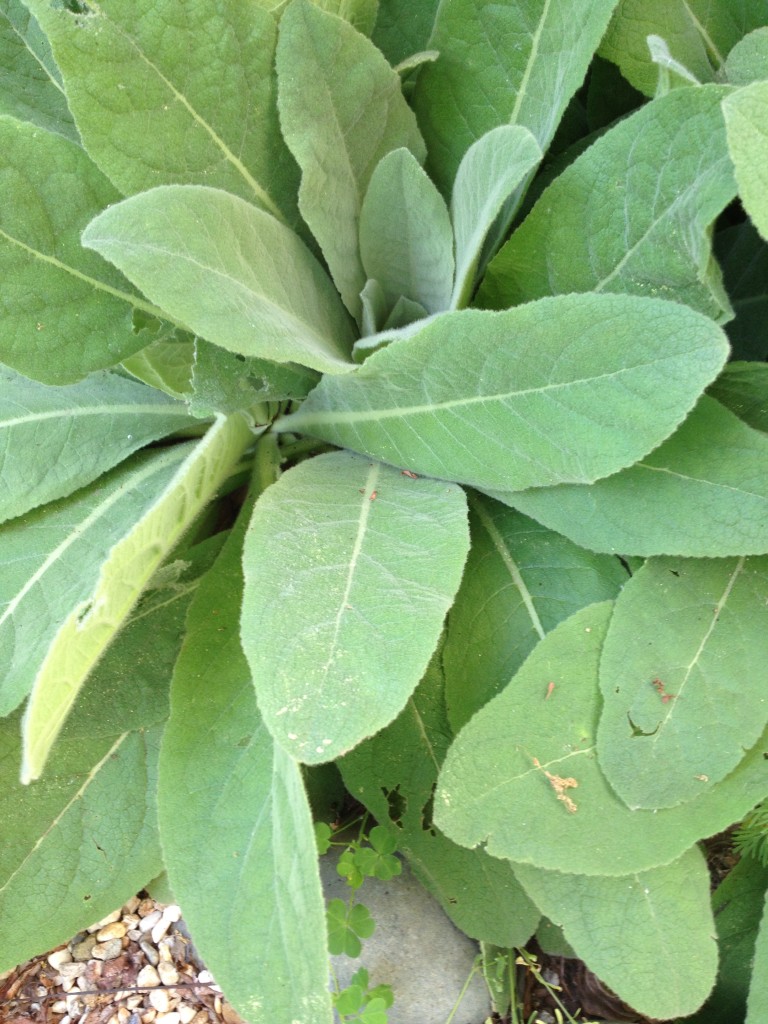 Mullein