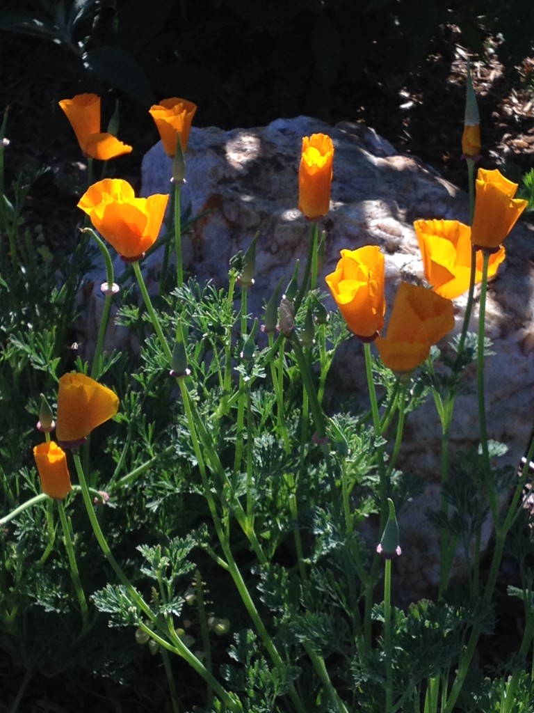 California Poppies