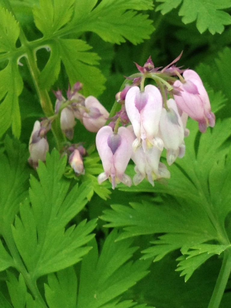 Bleeding Hearts