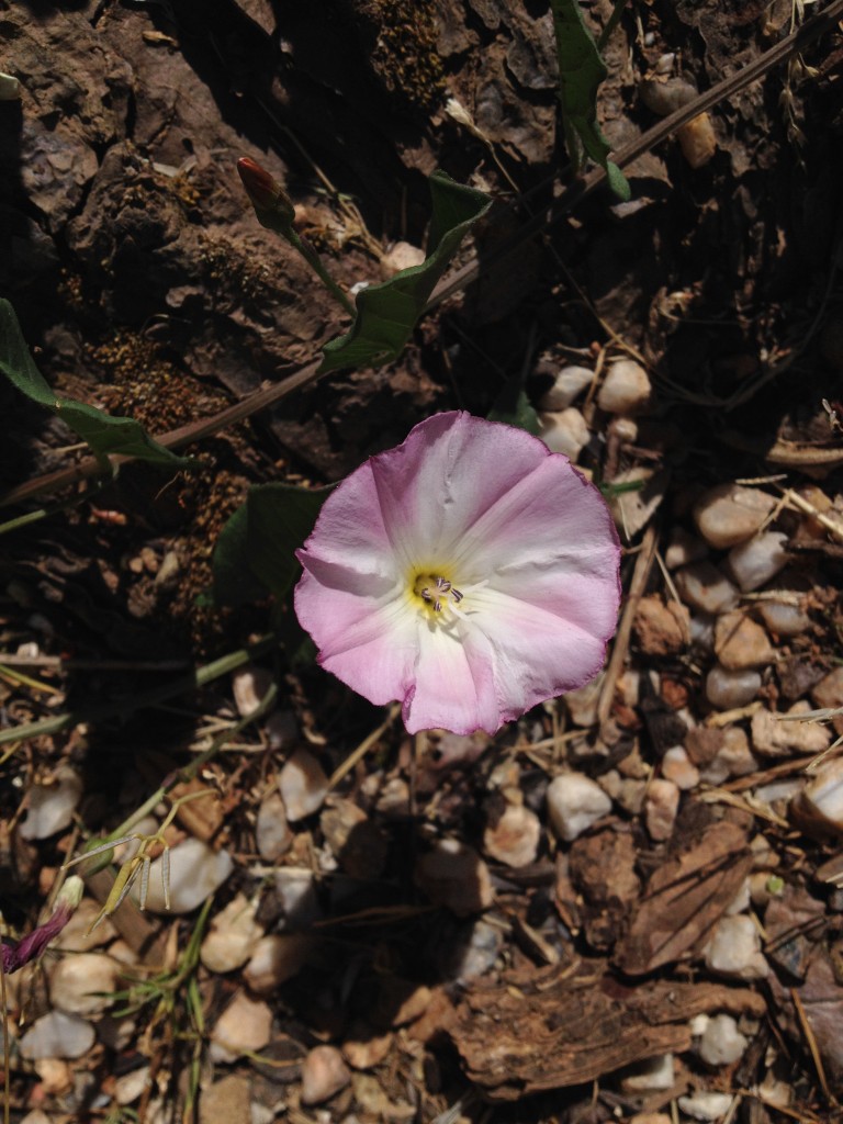 Hedge Bindweed flowers