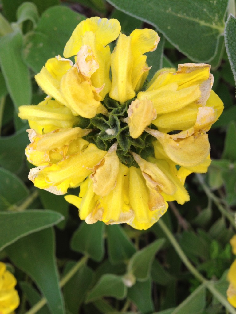 Jerusalem Sage