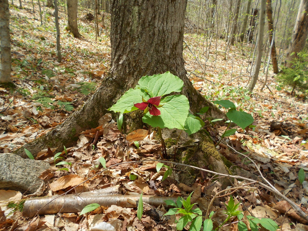 Mount Arab Adirondacks May 2014 (10)