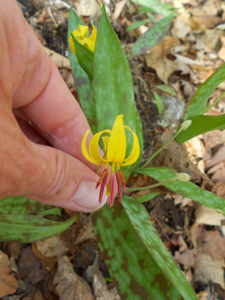 Trout Lily