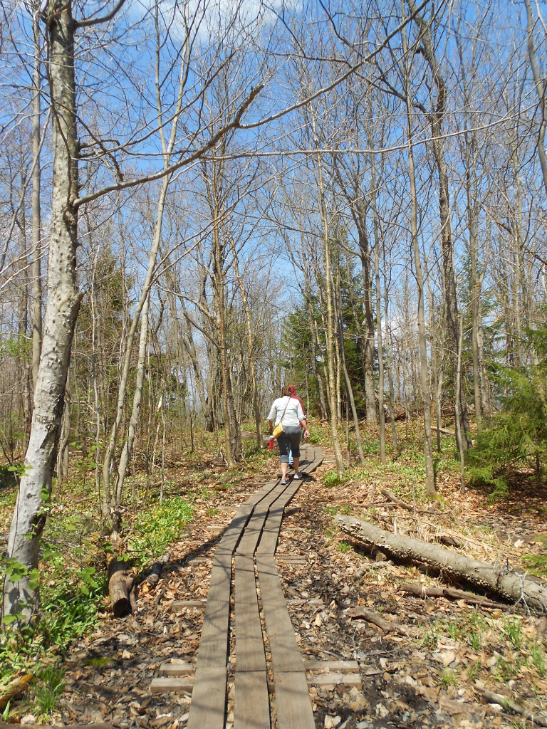 Mount Arab Adirondacks May 2014 (34)