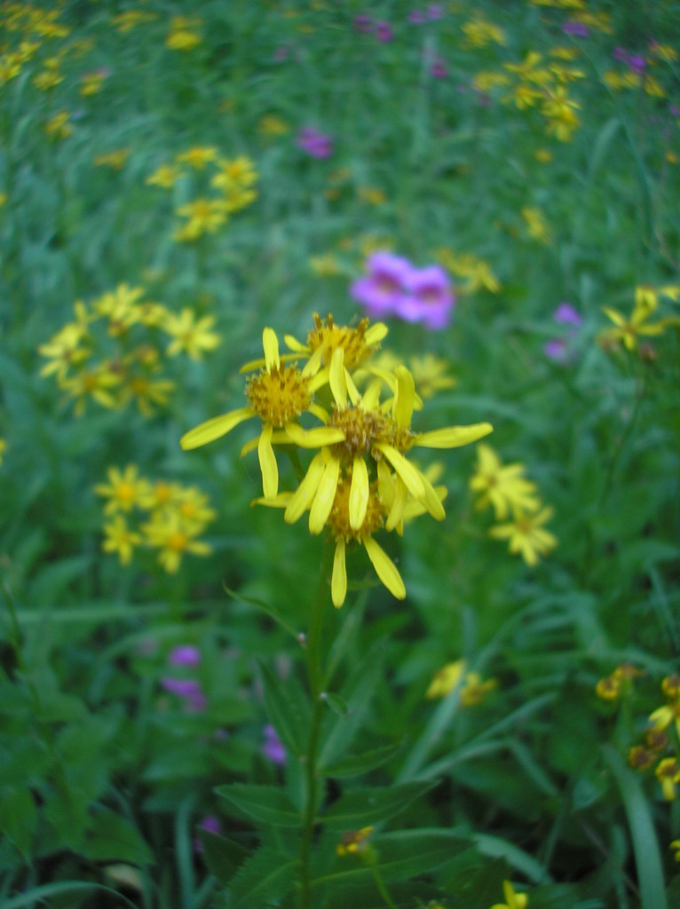 Crater Lake Wildflowers 1