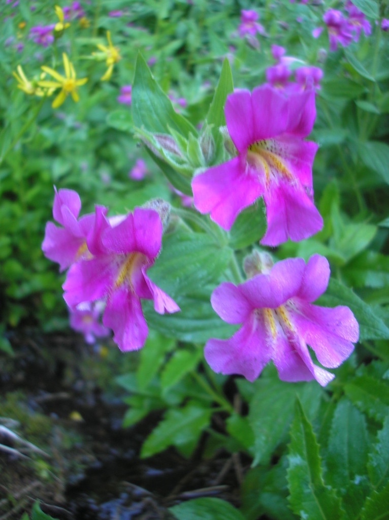 Crater Lake Wildflowers 2