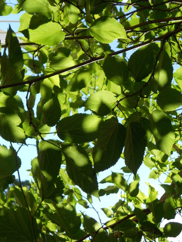 Summer Tree leaves and sunlight