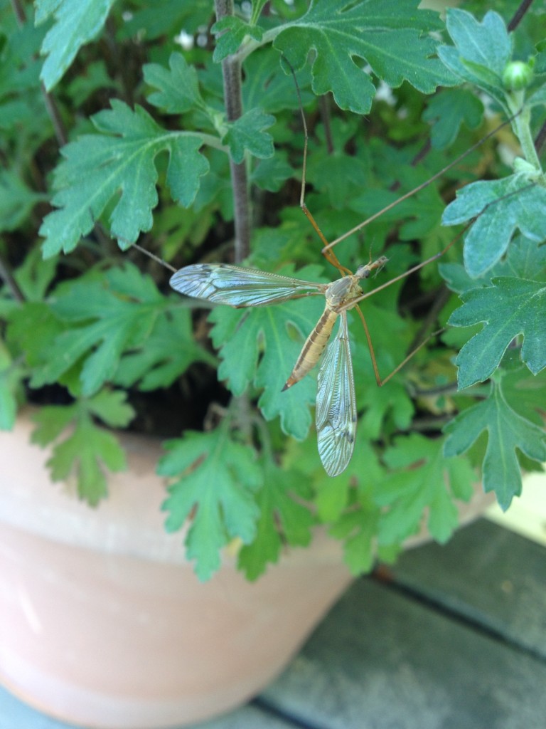 Crane Fly