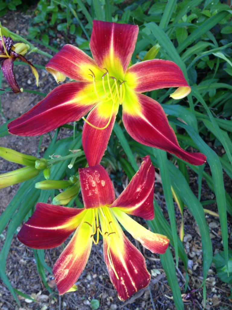 Day lily