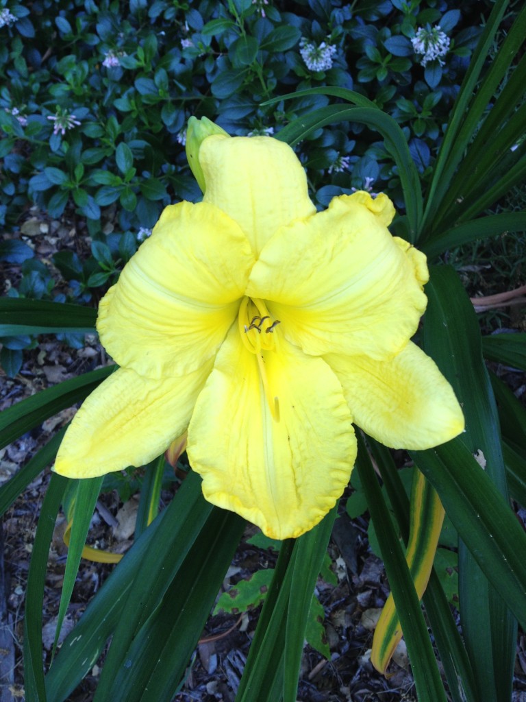 Day lily 2