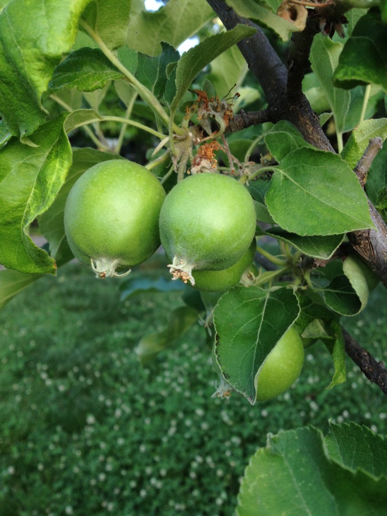 Granny smith apples