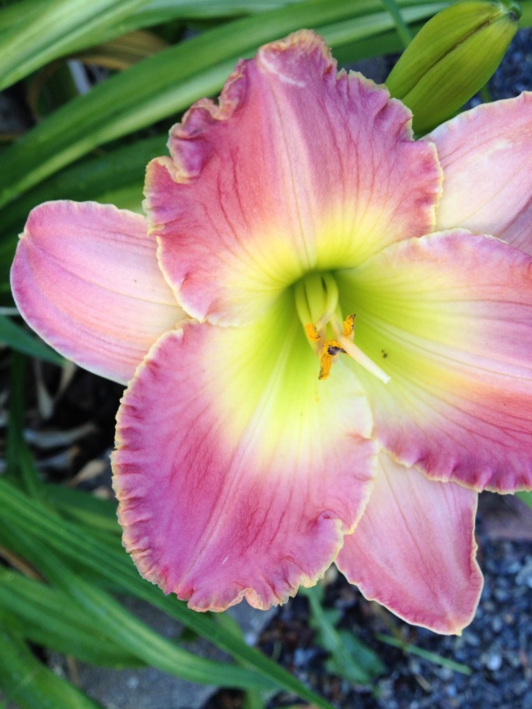 Day Lily First Day of June