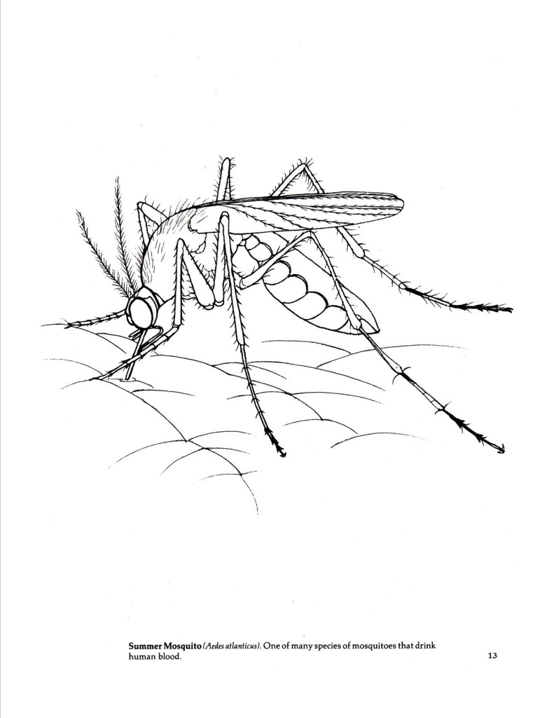 Mosquito coloring page @handbookofnaturestudy
