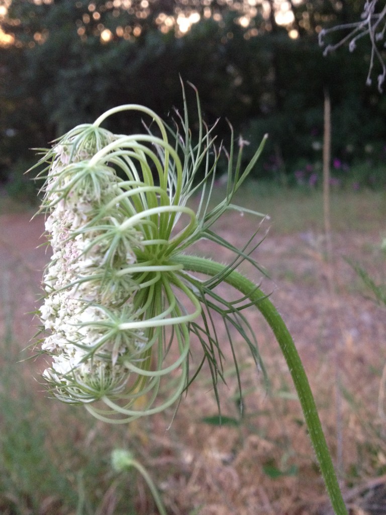 Queen annes lace june 2014 (1)