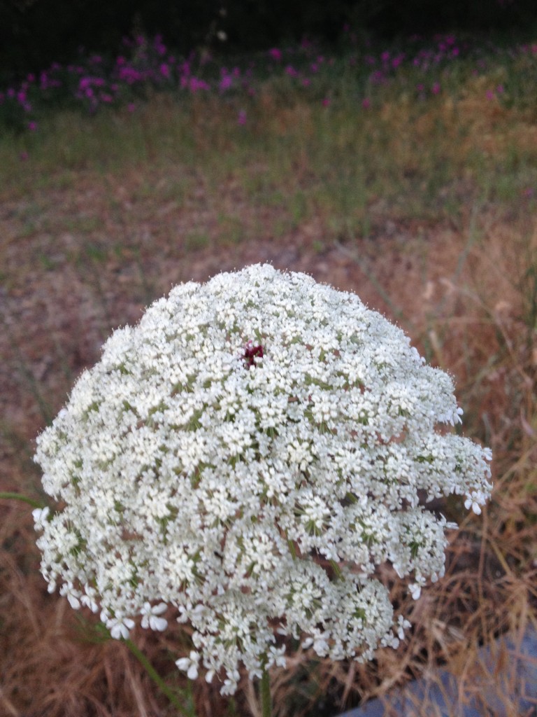 Queen annes lace june 2014 (2