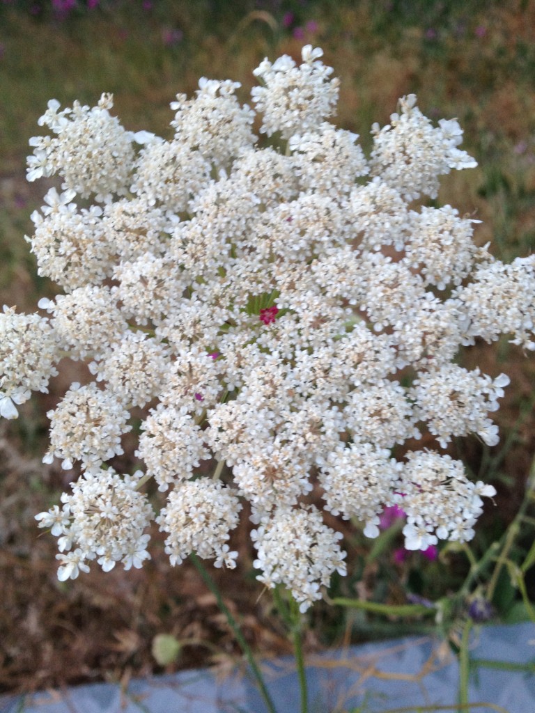 Queen annes lace june 2014 (3)