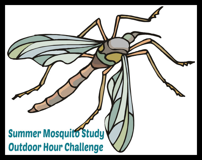 Summer Mosquito Study @handbookofnaturestudy