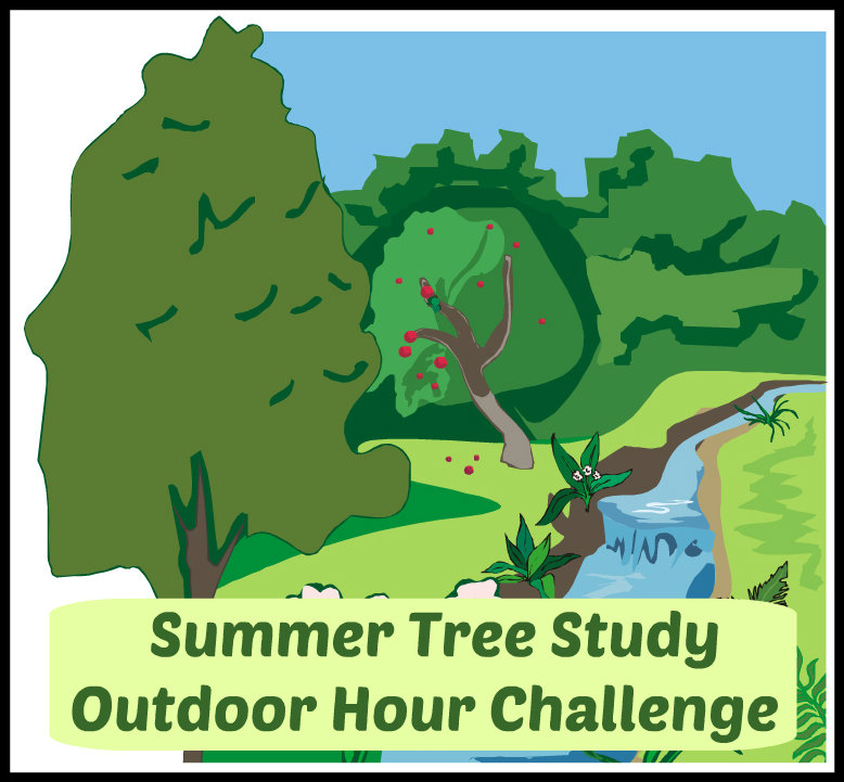Summer Tree Study @handbookofnaturestudy