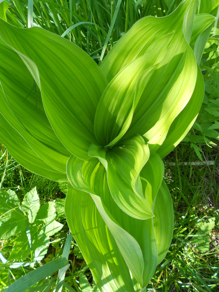 Corn Lily