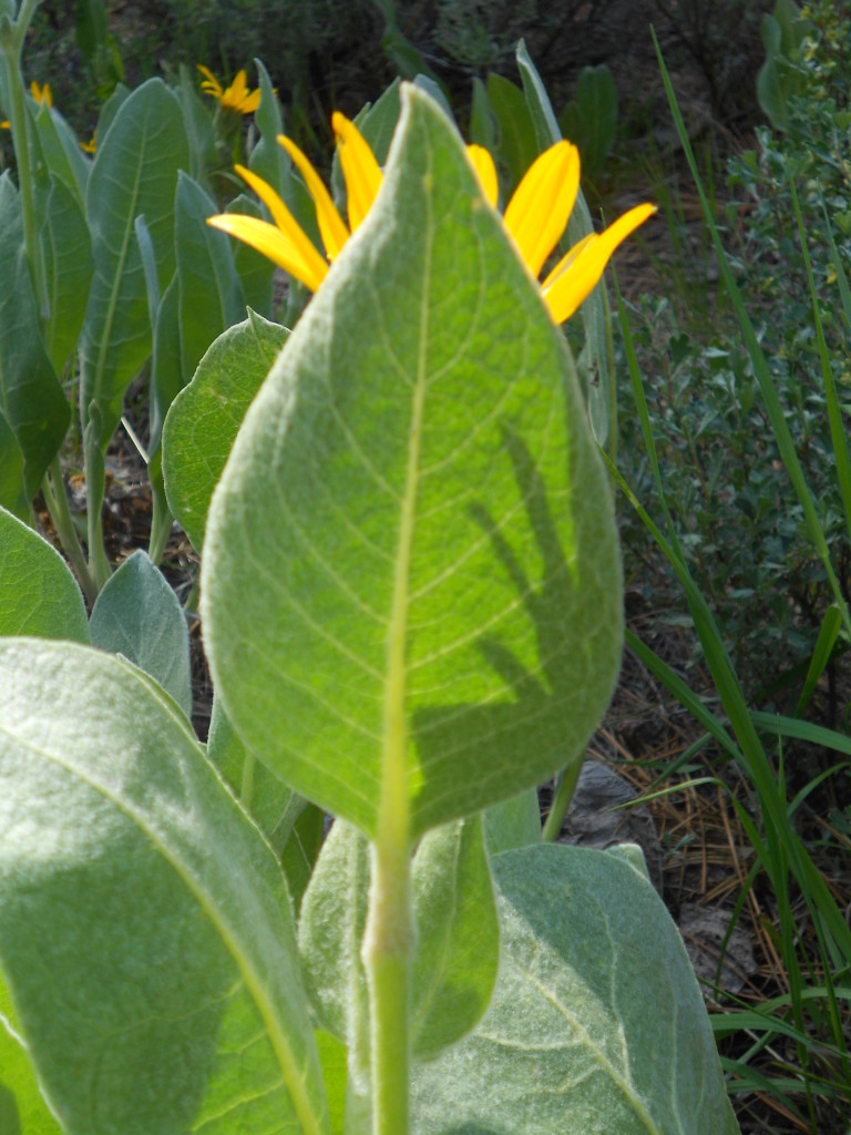 Arrowleaf Balsam Root