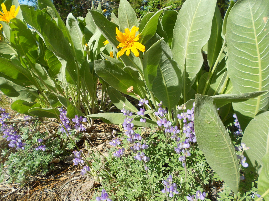 Arrowleaf Balsam Root Lupine