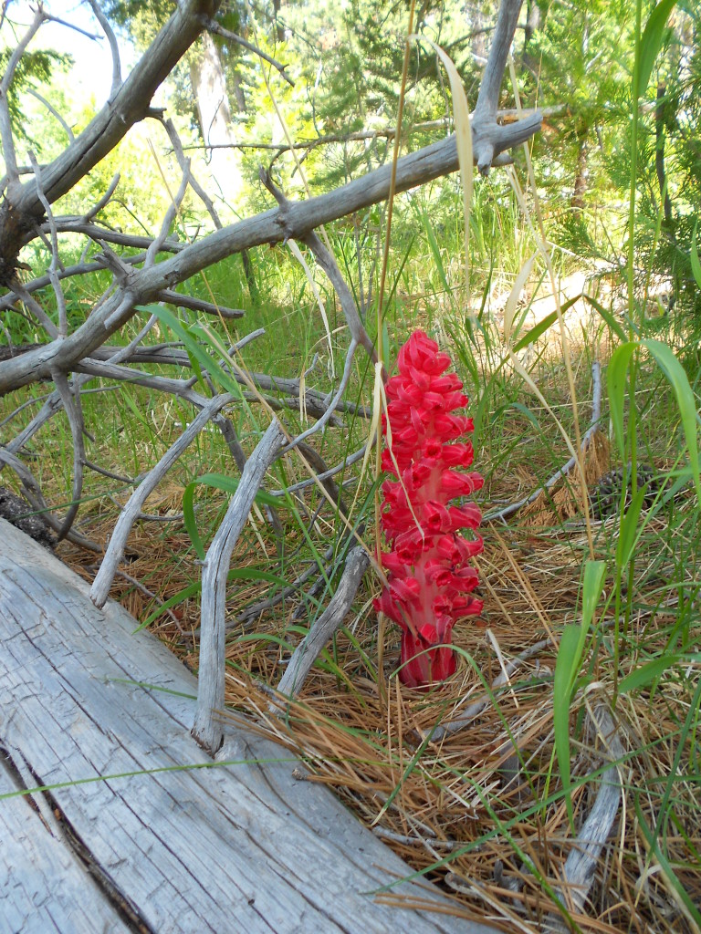 Snow Plant Tahoe