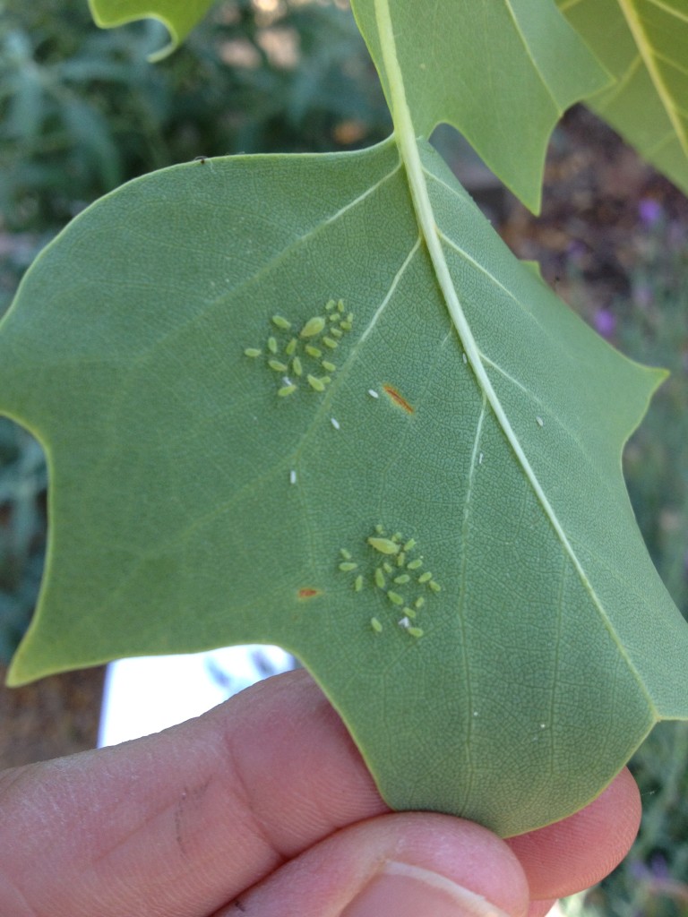 Tulip Poplar leaf with aphids