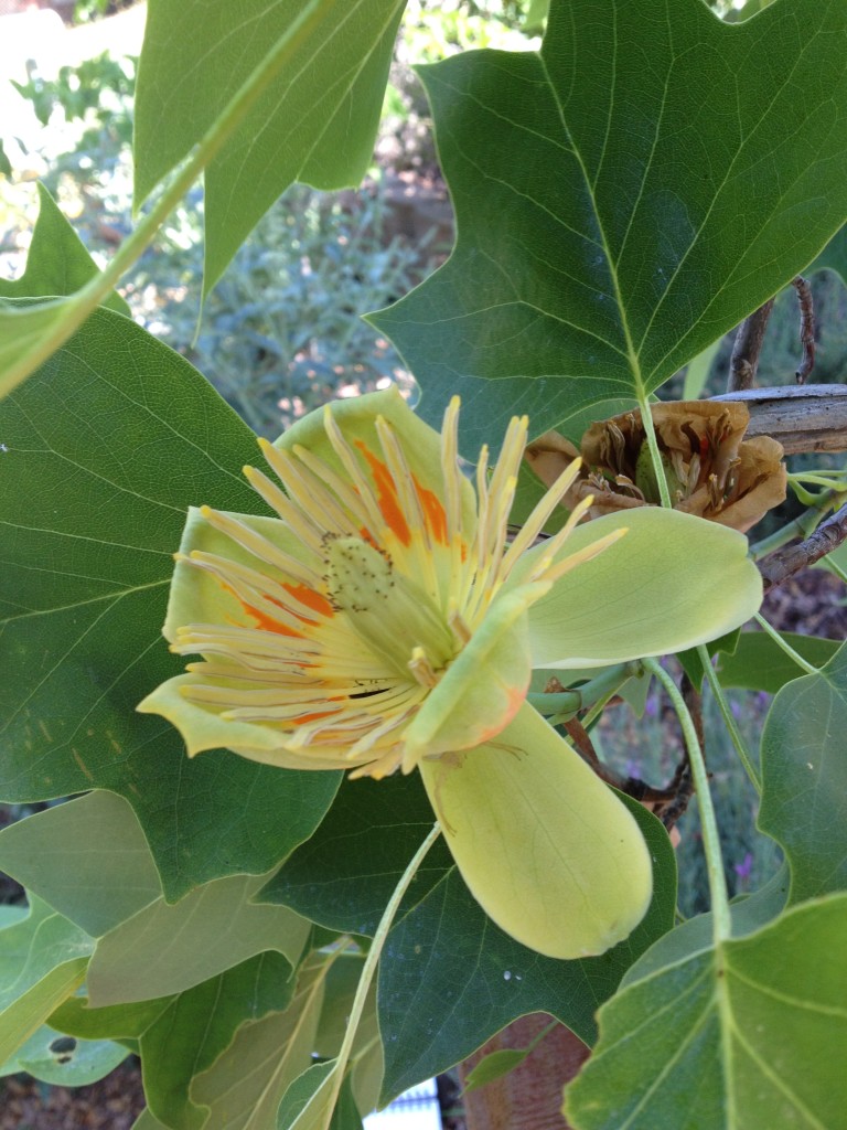 Tulip Poplar