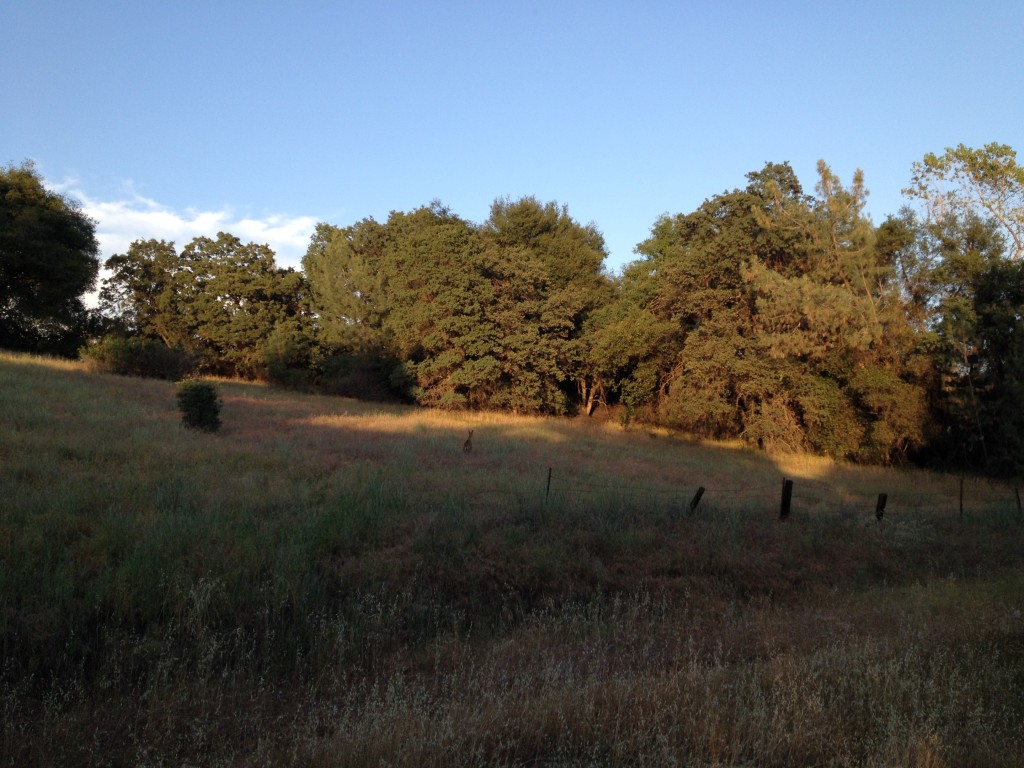 Deer at sunset