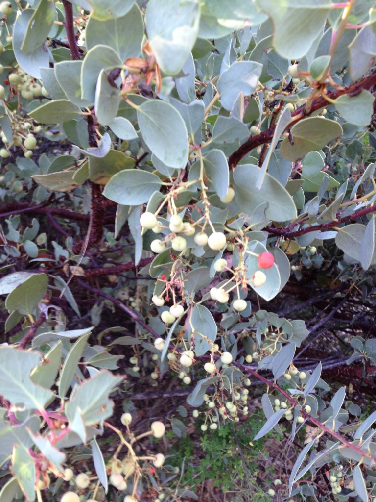 manzanita (2)