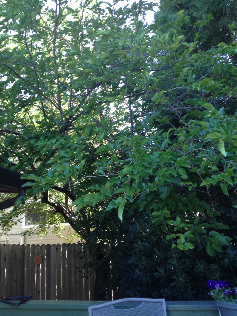 Summer Tree 