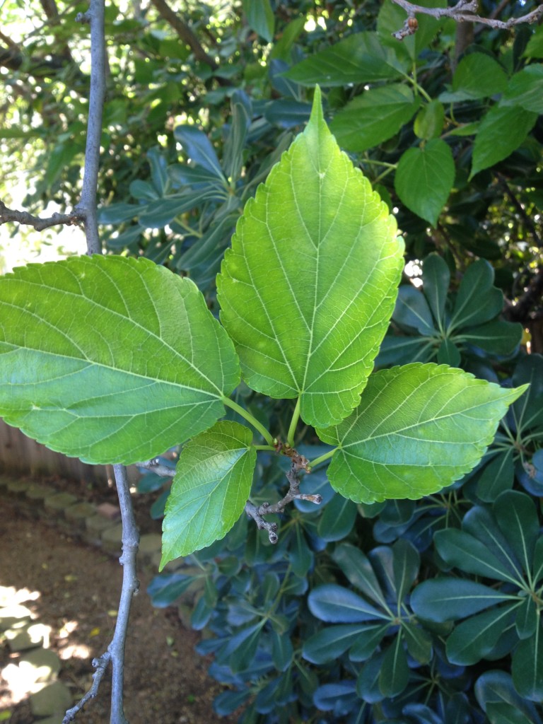 Leaf of summer tree