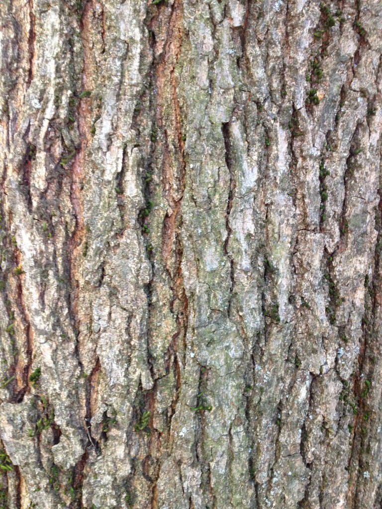 Bark of summer tree