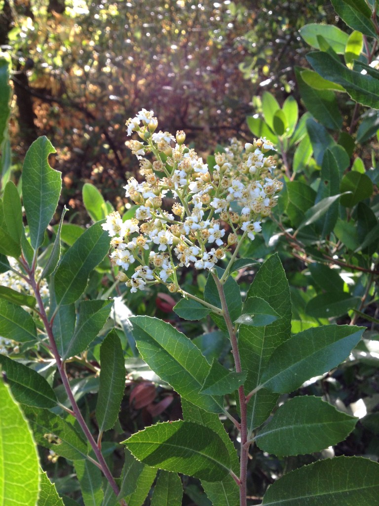 toyan berry (3)