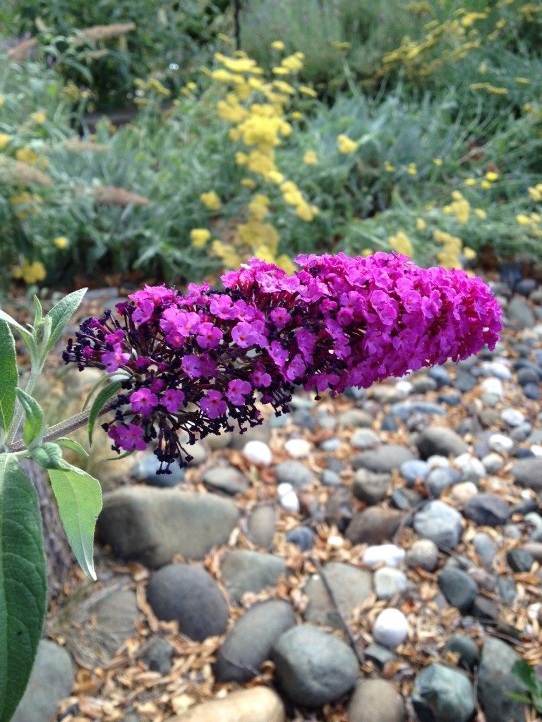 Butterfly bush purple