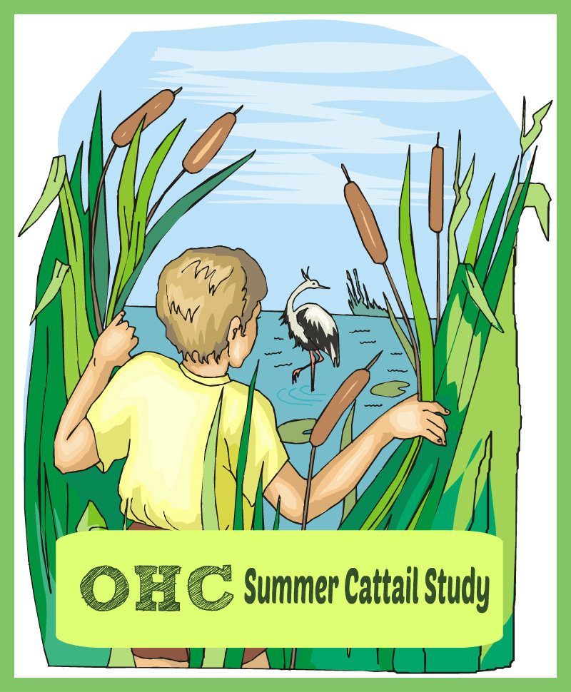 Outdoor Hour Challenge Summer Cattail Study @handbookofnaturestudy