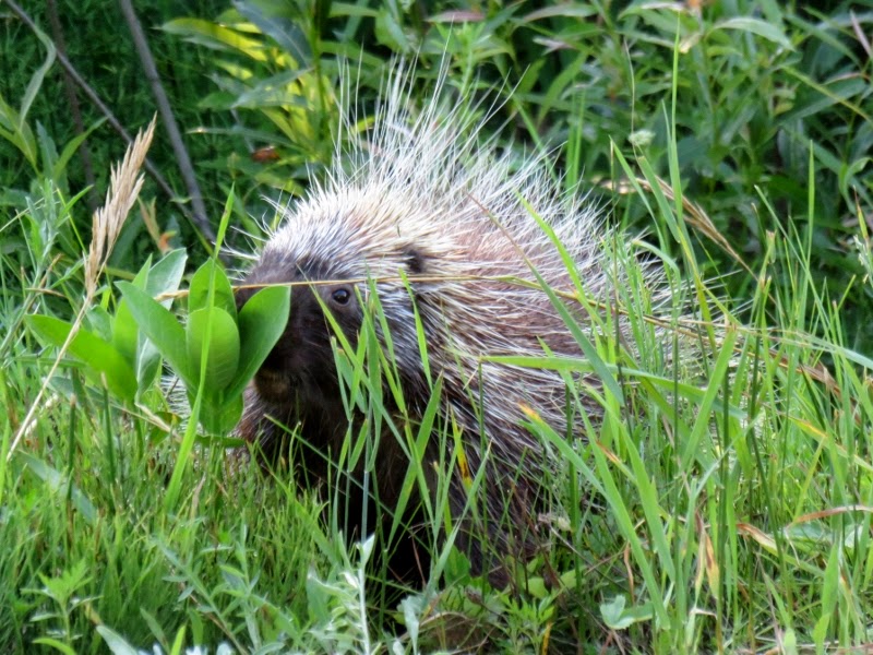 porcupine keeping up with the kordishes