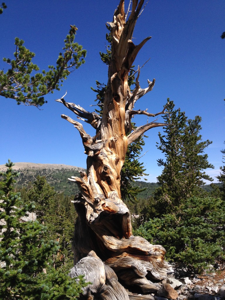 Bristlecone Pine Tree - sneak peak into our trip to Great Basin National park