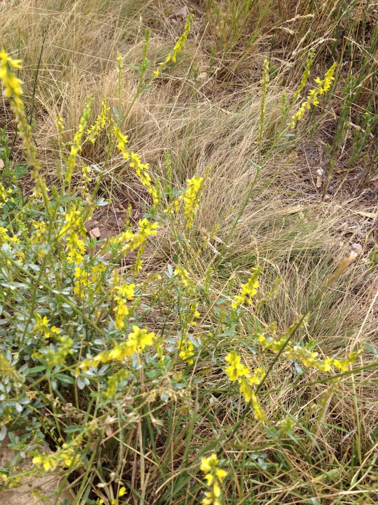 Jordanelle campsite and wildflowers (5)