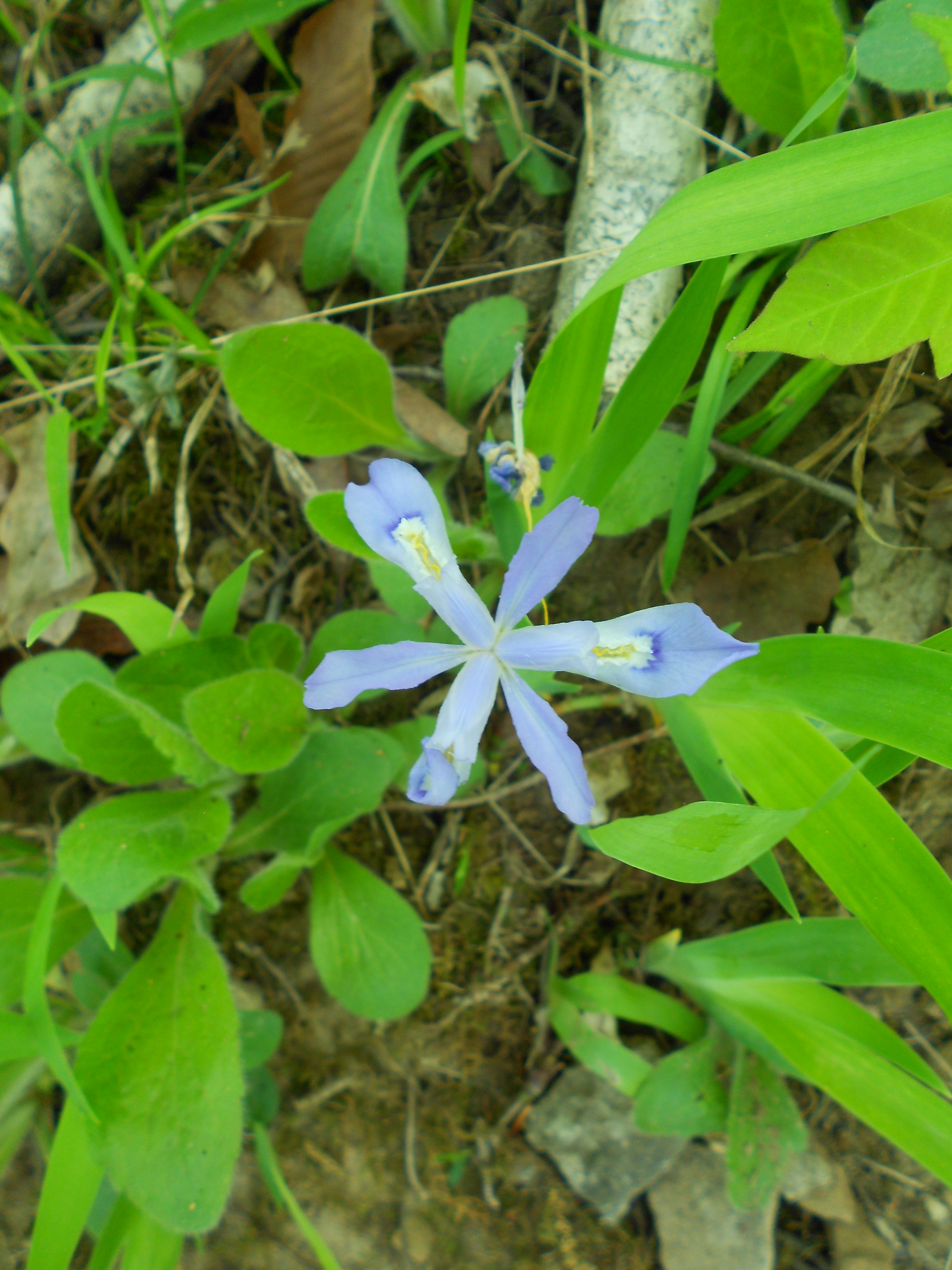 Mammoth Cave National Park May 2014 (45)