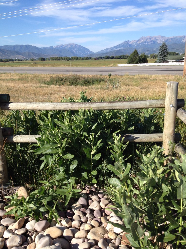 Milkweed heber city kh (3)