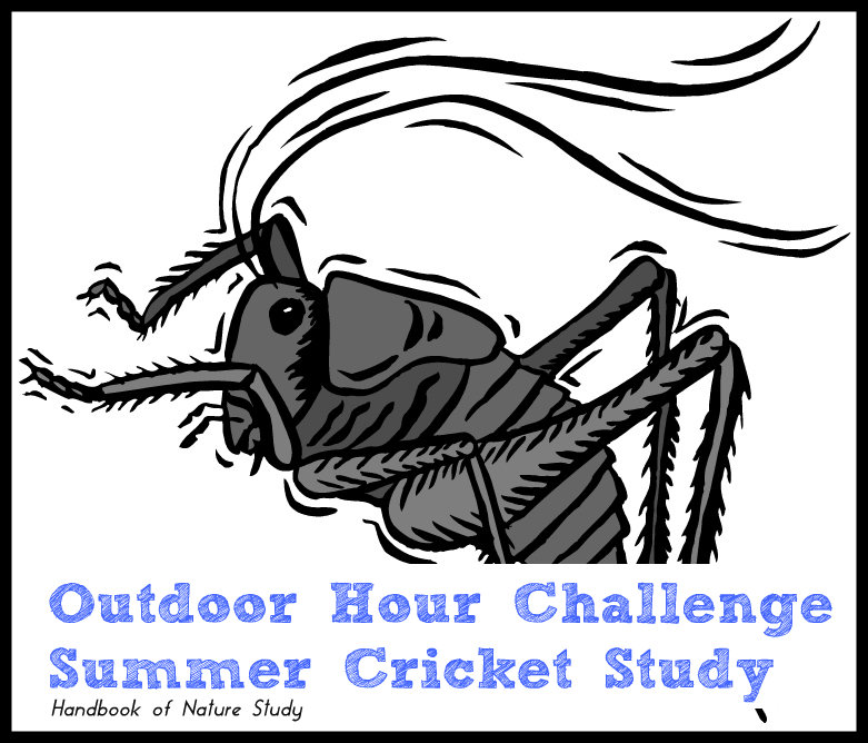Summer Cricket Study @handbookofnaturestudy